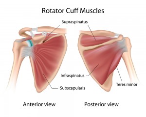 supraspinatus, infraspinatus, shoulder and elbow pain