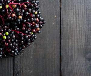 elderberry antioxidants