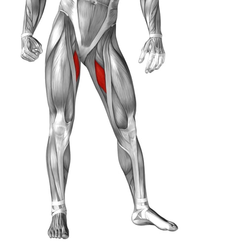 Adductor Magnus gracilis