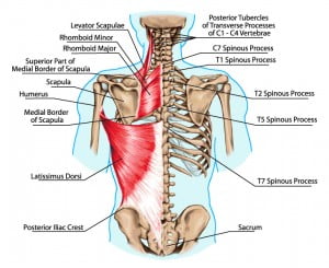 ALT=pain under your shoulder blade could be caused by the rhomboid muscle