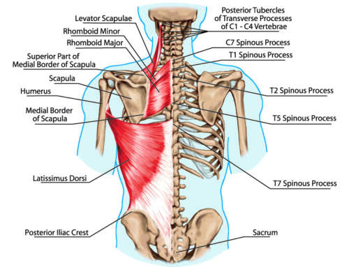 The Possible Causes of Pain Under The Shoulder Blade & How to Relieve It