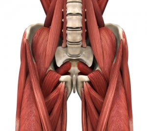 ALT= muscles of the inner thigh gracilis muscle