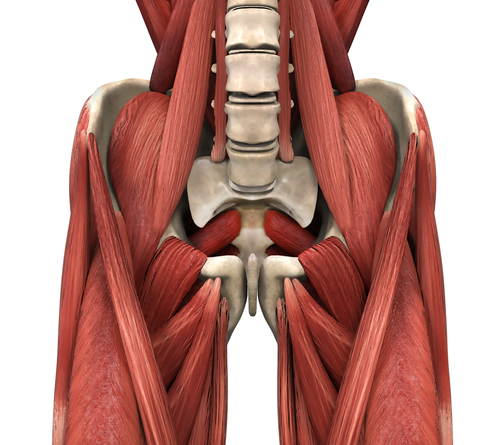 Groin Pain | Gracilis Muscle | Adductors | Inner Thigh Muscles