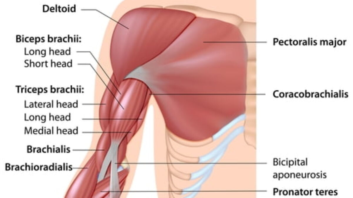 Why Does My Anterior Deltoid Hurt
