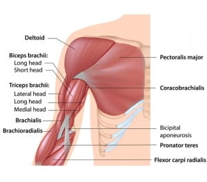 Pec tightness- Body Ache Escape Massage Center