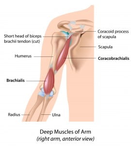 coracobrachialis, back rub test