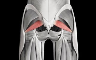 sciatic and piriformis