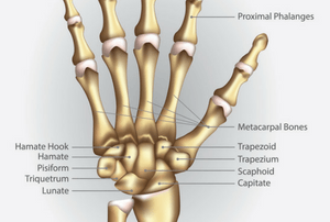 Why You Need Good Wrist Mobility