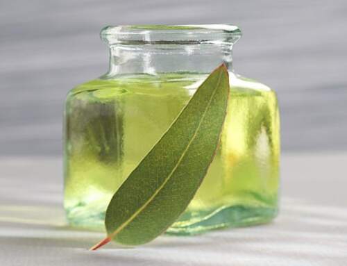 20 Proven Health Benefits of Eucalyptus Oil for Lung Health