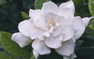 Top 6 Benefits of Gardenia Flowers & Gardenia Essential Oil