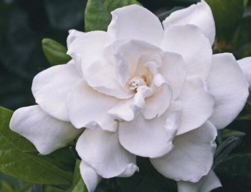 Gardenia Plants and the Benefits of Gardenia Essential Oil