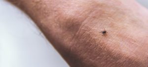 Chigger Bites Picture (+ 5 Natural Home Remedies for Chigger Bite Symptoms)
