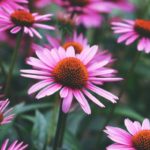 Echinacea Uses + Homemade Echinacea Extract