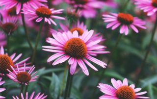 Echinacea Uses + Homemade Echinacea Extract