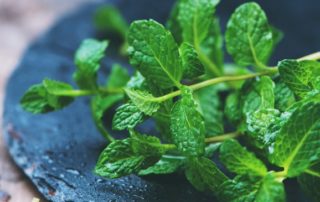 The Gut-Soothing, Brain-Boosting Power of Mint Leaves