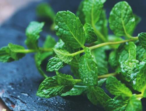 Peppermint Aroma: Essential Oil & Cognition Benefits