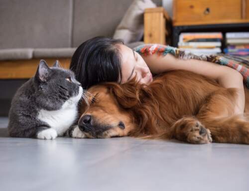 30 Mind-Blowing Health Benefits of Pet Ownership