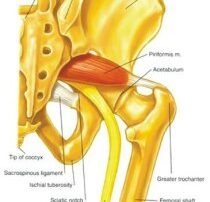 Piriformis Syndrome: A Real Pain In The Butt