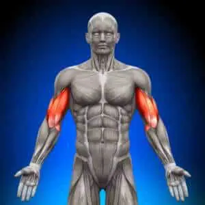 Pain in middle of bicep discount