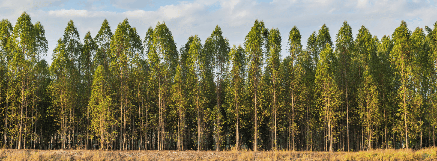 fresh eucalyptus leaves contain valuable healing elements